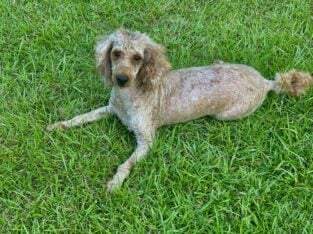 Mini poodle female akc