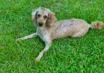 Mini poodle female akc