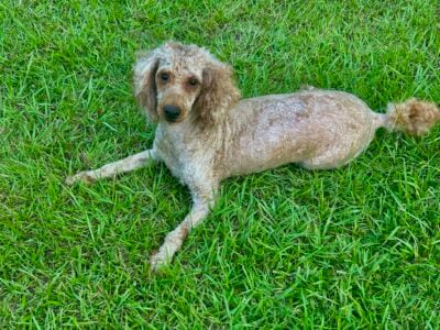 Mini poodle female akc