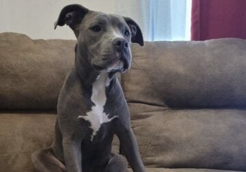 Please adopt me!
