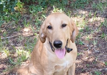 Labrador Retriever