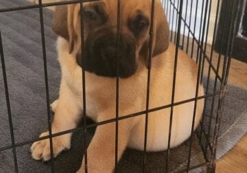 Dogue de Bordeax & Cana Corso Puppies