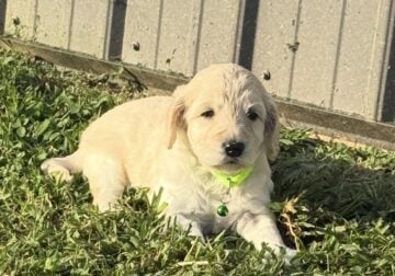Goldendoodle- green