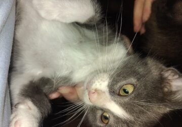 13 week old male kittens