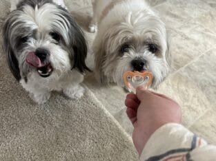 Brother and sister Shih Tzu pure bred dogs