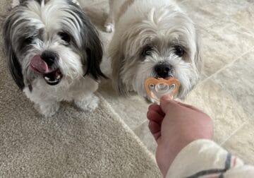 Brother and sister Shih Tzu pure bred dogs