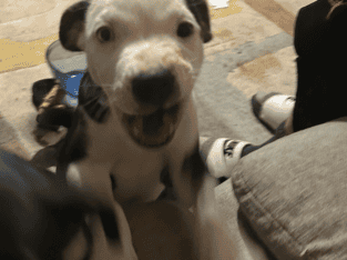 Puppies