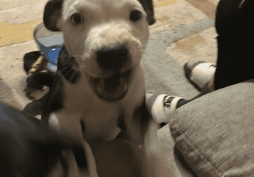 Puppies