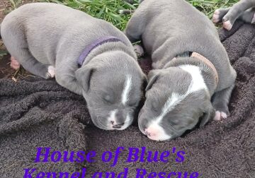 Blue Nose APBT Purple Female