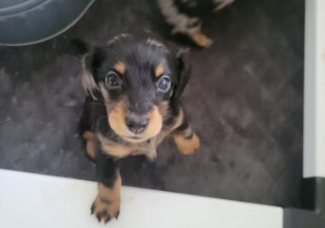 Dachshund puppies