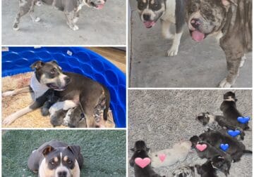 Pitbull Bully puppies blue merle
