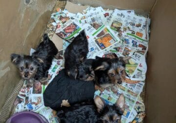 Yorkie’s