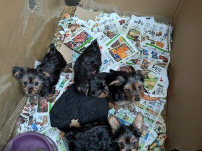 Yorkie’s