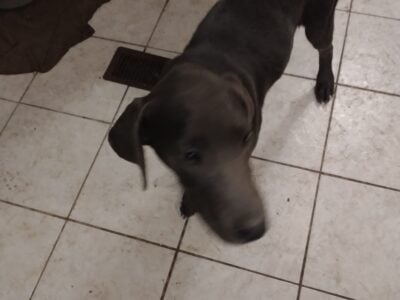 Blue female Great Dane/Lab mix