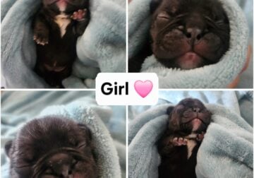 French Bulldog Puppies