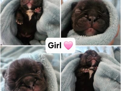 French Bulldog Puppies