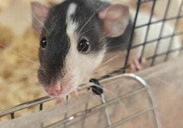 Pet Rats, Girls