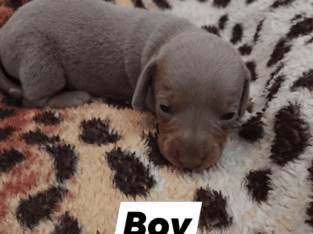 Miniature daschund puppies for sale