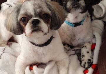 Bitsy and Buffy