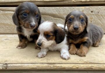 Long haired Mini Dachshund pups!
