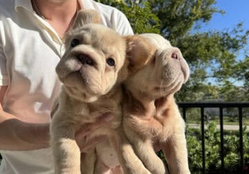 Butterscotch Big Rope Fluffy Girl San Diego