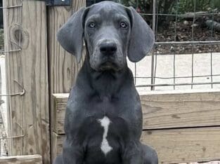 Great Dane puppies