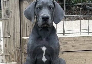 Great Dane puppies