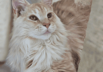 Maine Coon Male