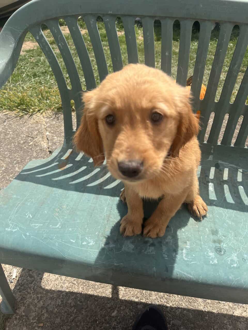 Female Golden Retrievers image 5
