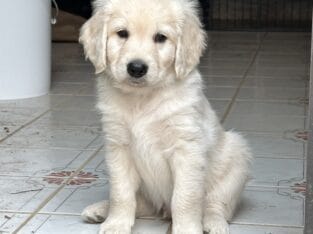 “Thundarr” blue collar male