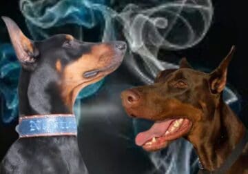 Westcoast Doberman puppies