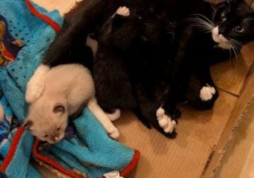 Free Loving Kittens!