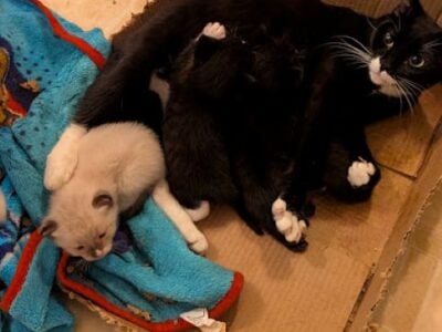 Free Loving Kittens!