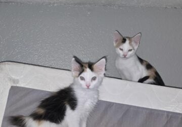 Four kittens for free