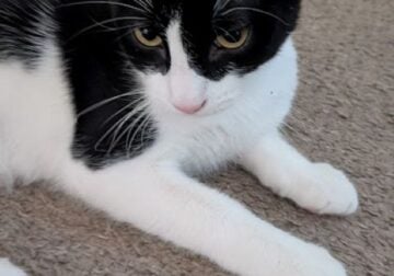 Free Friendly Kittens