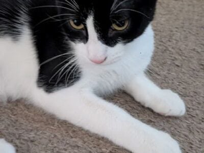 Free Friendly Kittens