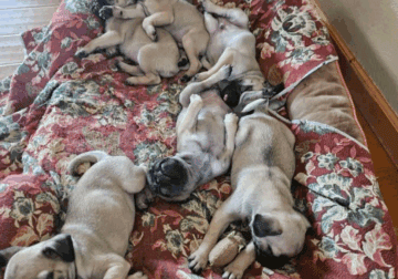 Pug Puppies