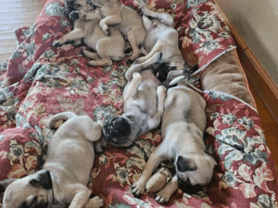 Pug Puppies
