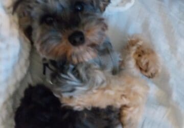 1 yr old neutered male yorkiepoo rehoming