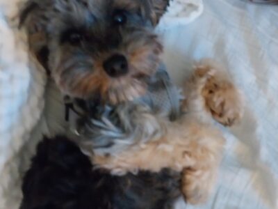 1 yr old neutered male yorkiepoo rehoming