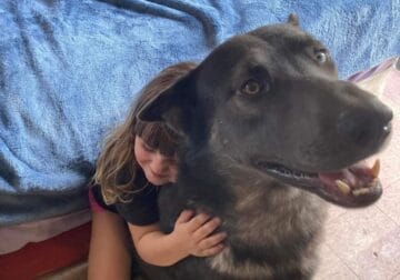 German Shepard / Belgian mal