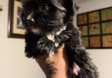 Yorkie shitzu
