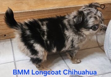 Merle Longcoat Chihuahua Boy