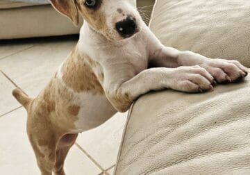 Louisiana Catahoula Leopard Puppies
