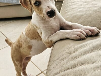 Louisiana Catahoula Leopard Puppies