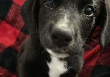Black lab and St Bernard Mix