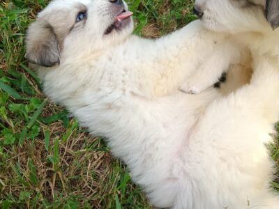 Fluffy and Friendly Great Pyrenees puppies