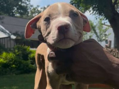 Puppies Available for Rehoming