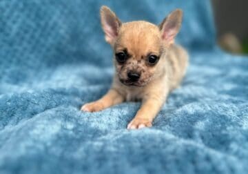 Pomchi