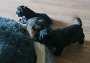 Yorky/Havanese mix